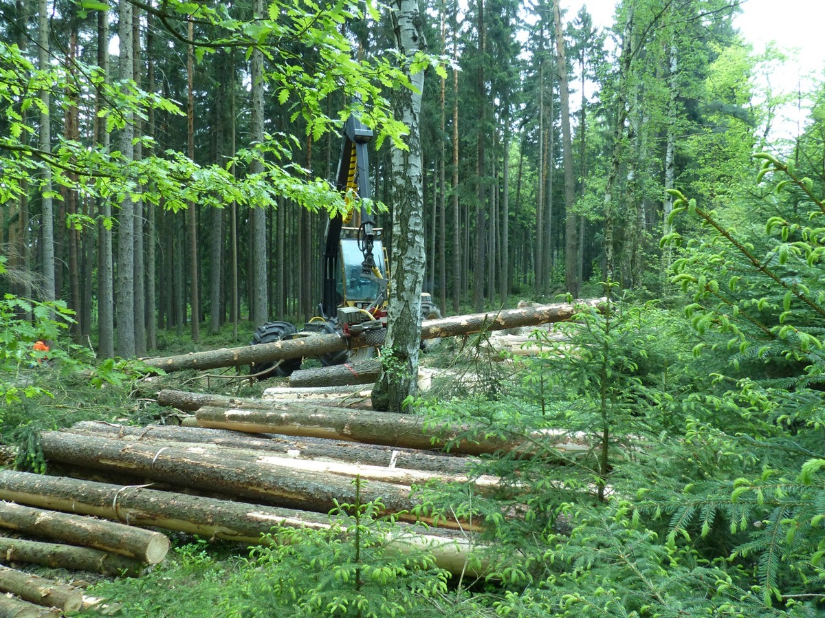 Exkursion zur DBU-Naturerbefläche Pöllwitzer Wald - Anmeldungen ab